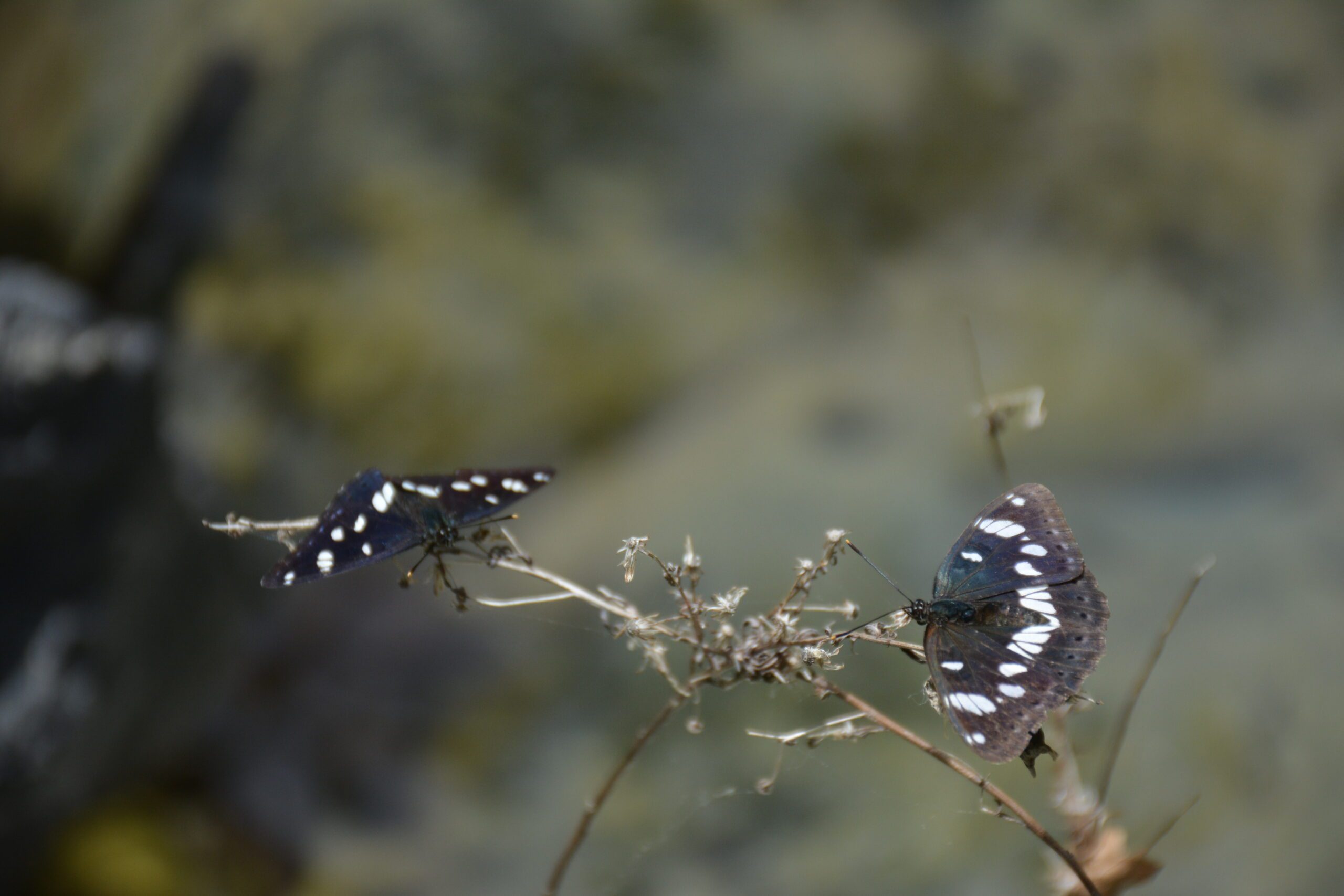 H PROTH FOTO 30-07-15