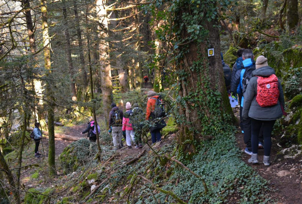 Ομάδα πεζοπόρων των Trekkers μαζί σε ελατοδάσος στο Mainalon Trail, στο Μαίναλο