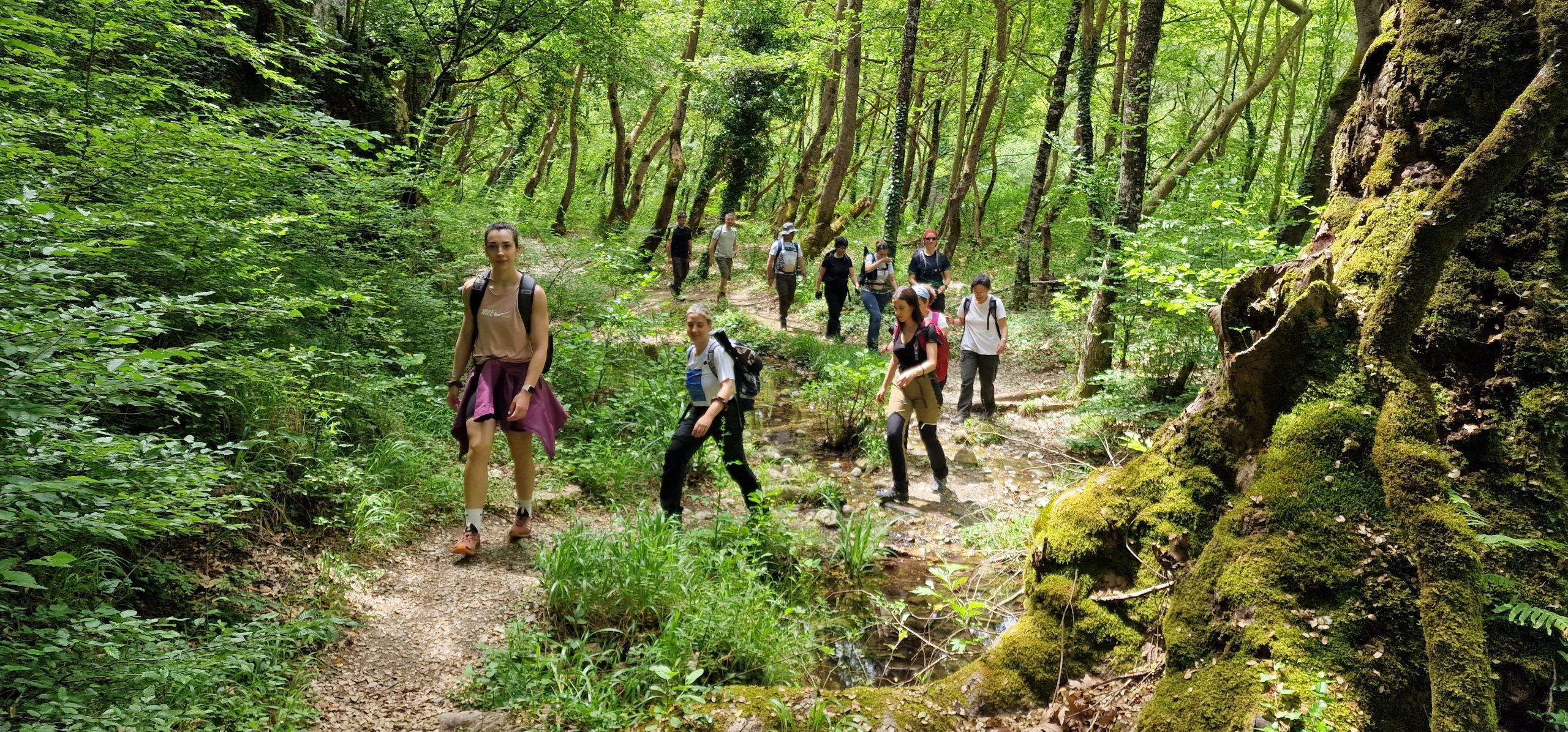 Ομάδα των Trekkers περπατά στο δασωμένο μονοπάτι μέσα στο Φαράγγι του Βίκου