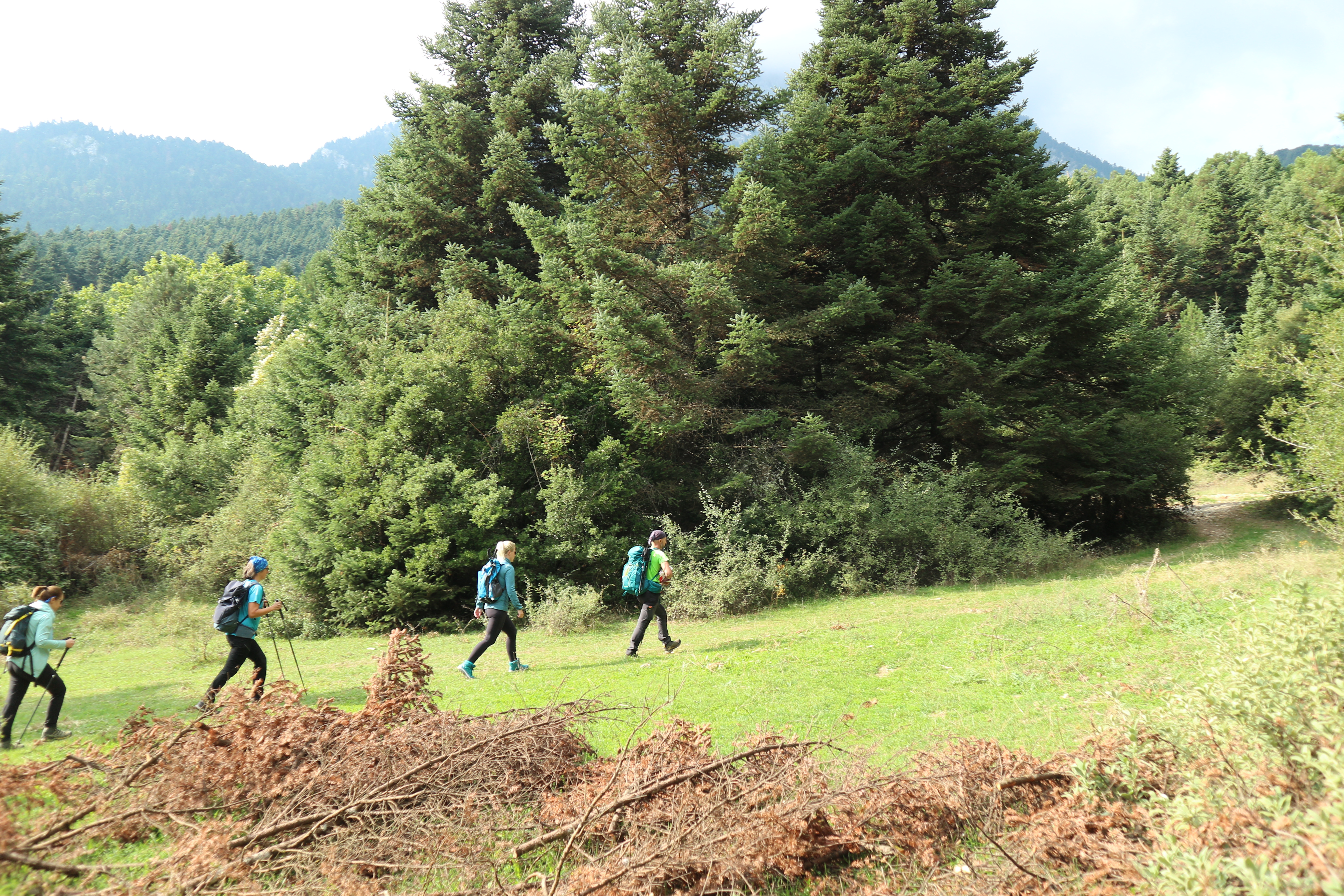 Ομάδα πεζοπόρων των Trekkers σε μονοπάτι δίπλα σε ελατοδάσος